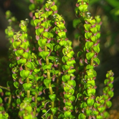 Ротала Жемчужная, с грузом